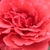 Rdeča - Grandiflora - floribunda vrtnice - Sammetglut®